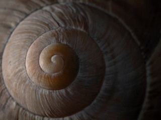 Snail shell of a Roman snail