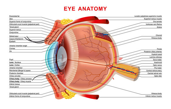 Eye Diagram Easy to Draw / Labelled Diagram of Human Eye Anatomy - Step by  step for beginners | Human eye diagram, Draw diagram, Eye anatomy