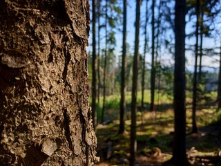 tree trunk in the forest