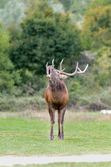 Bramito del cervo.