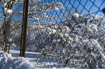 Snowy tree behind fence with blue sky. Beautiful snowy winter day.