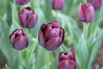 Dark wine coloured single triumph tulip 'Queen Of The Night' in flower - Powered by Adobe