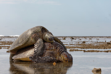 Grüne Meeresschildkröten bei der Kopulation im Halbprofil
