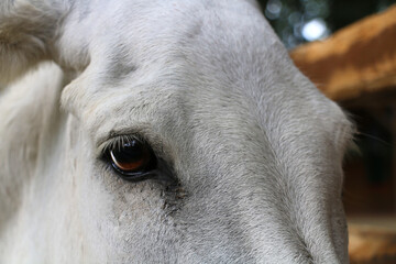 A cute donkey living in Izmit Ormanya Zoo. selective focus