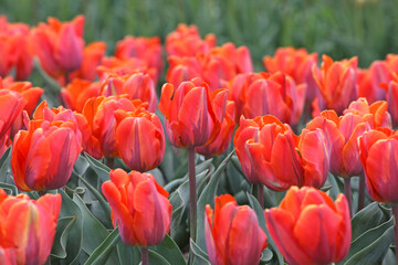 Orange and pink single triumph tulip 'Princess Irene' in flower