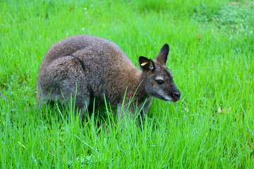 selective focus, A nocturnal animal, a small nabarlek species living in northern Australia, is also being cared for in a zoo in Turkey.