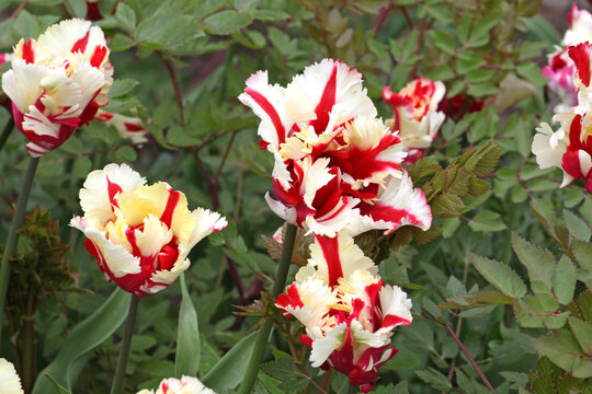 White and red feathered tulip 'Flaming Parrot' in flower