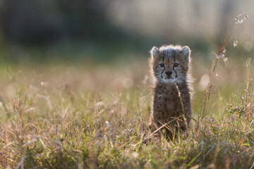 Cheetah playing with her cubs in the grass in Masai Mara, Kenya