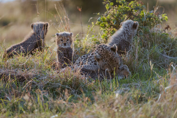 Cheetah playing with her cubs in the grass in Masai Mara, Kenya