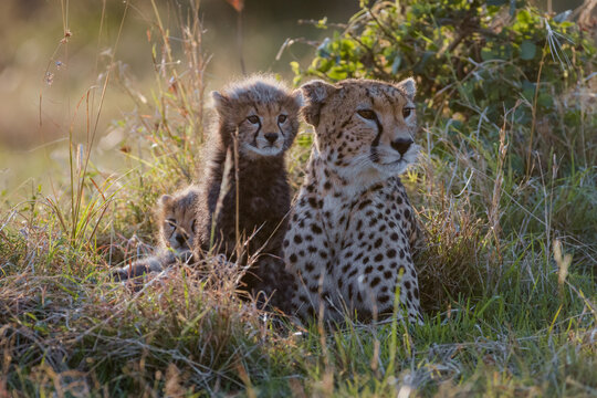 Cheetah playing with her cubs in the grass in Masai Mara, Kenya
