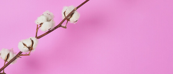 Fototapeta na wymiar Natural Cotton flowers. Real delicate soft and gentle natural white cotton balls flower branches and pink background. Flowers composition. japan minimal style. nature cotton material for clothes.