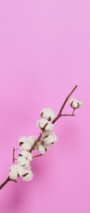 Natural Cotton flowers. Real delicate soft and gentle natural white cotton balls flower branches and pink background. Flowers composition. japan minimal style. nature cotton material for clothes.