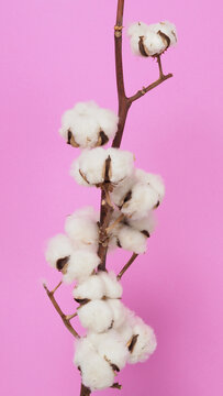 Natural Cotton flowers. Real delicate soft and gentle natural white cotton balls flower branches and pink background. Flowers composition. japan minimal style. nature cotton material for clothes.