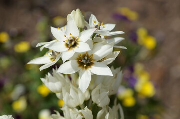 white flowers of the milk star in the garden