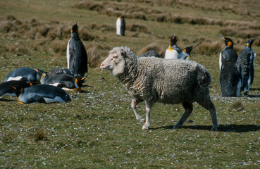 Mouton race Falkland, brebis, Manchot royal,.Aptenodytes patagonicus, King PenguinIle,  Iles Falkland, Malouines