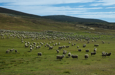 Fototapeta na wymiar Mouton race Falkland, brebis, Ile Carcass, Iles Falkland, Malouines