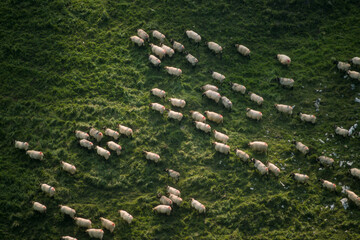 Mouton, Brebis race Manech, Pays Basque, 64, Pyrénées Atlantiques
