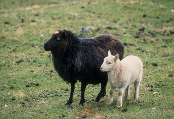 Mouton, Brebis race Shetland, Iles Shetland, agneau