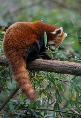 Petit Panda, Bambou, Ailurus fulgens