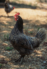 Coq de pêche du Limousin,