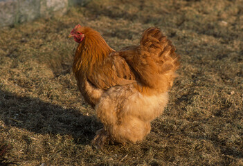 Poule, race Orpington