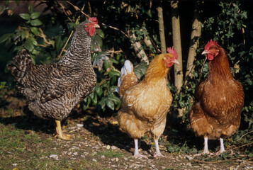 Poule rousse, Poule noire Coucou de Renne