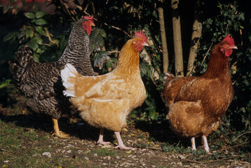 Poule rousse, Poule noire Coucou de Renne