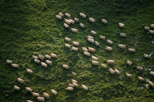 Mouton, Brebis race Manech, Pays Basque, 64, Pyr&eacute;n&eacute;es Atlantiques