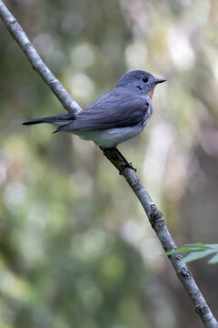 Red-breasted Flycatcher is beautifully singing bird