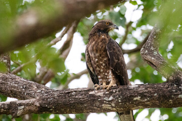 A Serpent Eagle perched on a branch looking for prey.