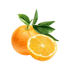 Orange fruit composition watercolor illustration isolated on white background