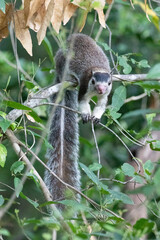 A Grizzled Giant squirrel spotted in a tropical canopy in Sri Lanka.