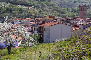 Beautiful town in the Jerte Valley , in Extremadura , Spain with cherry blossoms