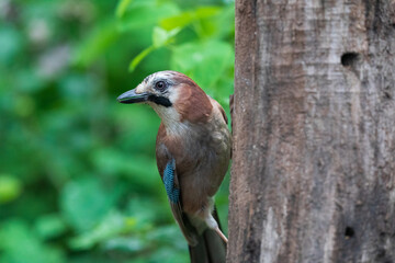 The Eurasian jay (Garrulus glandarius)