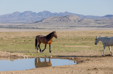 Wild Horses Reflected in a Utah Desert Waterhole