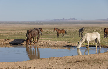 Wild Horses Reflected in a Utah Desert Waterhole