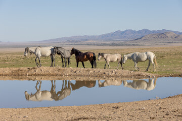 Fototapeta na wymiar Wild Horses Reflected in a Utah Desert Waterhole
