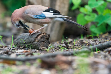 The Eurasian jay (Garrulus glandarius)