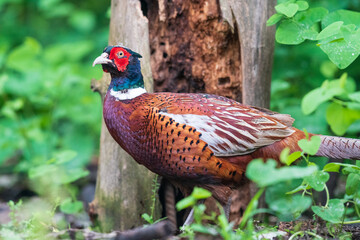 The common pheasant (Phasianus colchicus)