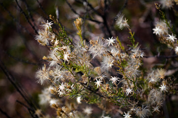 Beautiful White Desert Flowers in Nature with Texture, Greenery and Plants in the Background