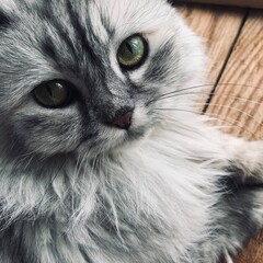 portrait of a cat