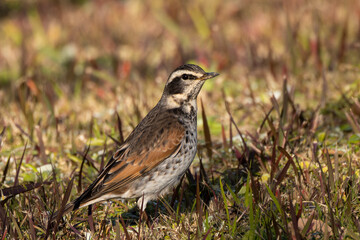 草むらに立つツグミ