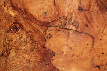 decorative tree trunk close up