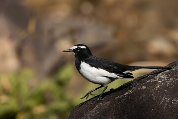 岩の上を歩くセグロセキレイ