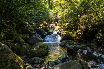 Naklejka na ściany i meble Waterfall among green mossy rocks. Wairere Falls Track.
