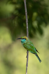 A beautiful and colourful little green bee-eater perched on a branch.