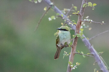 A beautiful and colourful little green bee-eater perched on a branch.