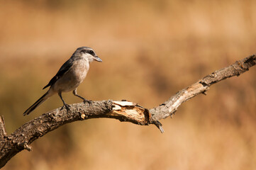 Lanius excubitor - The northern shrike, or hog woodcut, is a species of bird in the Laniidae family.