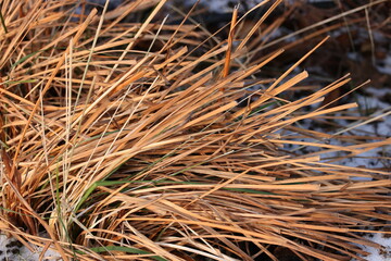 Background of a bush of brown grass