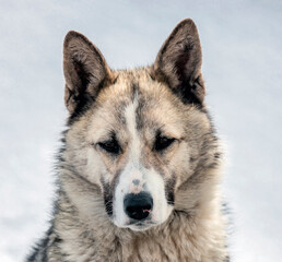 Portrait of  Siberian hunting dog laika against a background of white snow.